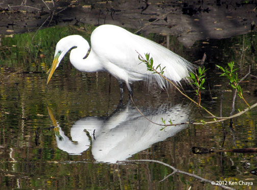 Central Park American Egret