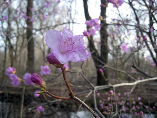 Central Park Korean A