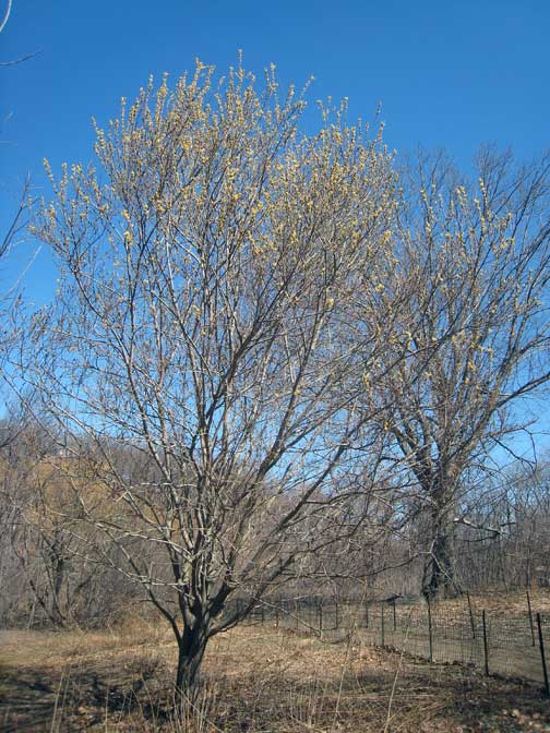 Central Park Pussy Willow