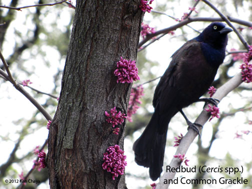 Central Park Redbud