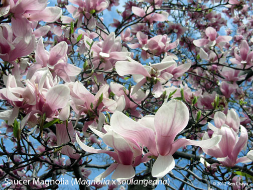 Central Park Saucer Magnolia