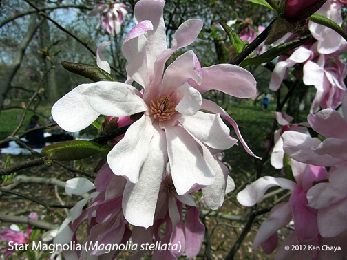 Central Park Star Magnolia