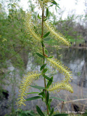 Central Park Catkins Willow